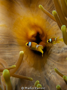 Two deep within the Anemone by Marko Perisic 
